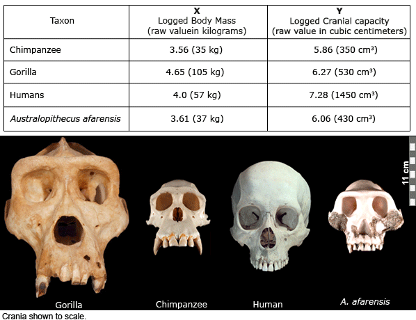 Brain size and evolution